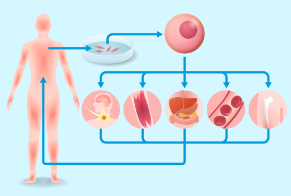 Stem cell and regenerative medicine illustration